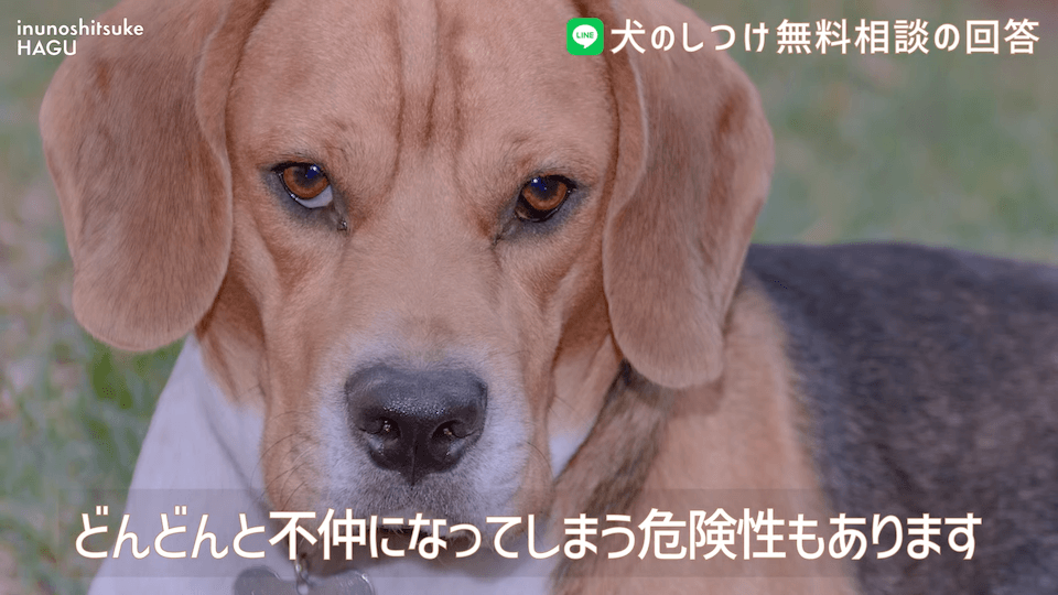 先輩ビーグルが子犬を手繰り寄せる…この行動はもしかして危ない？！