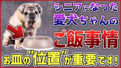 老犬へのご飯は何に気を付ける？ドッグトレーナーが解説します！