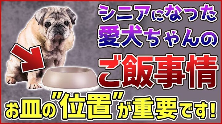 老犬へのご飯は何に気を付ける？ドッグトレーナーが解説します！