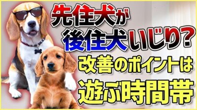 先輩ビーグルが子犬を手繰り寄せる…この行動はもしかして危ない？！