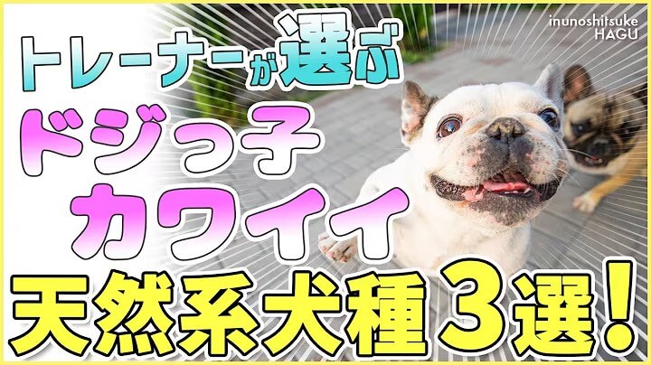 【ぽんこつ】ドッグトレーナーが選ぶ天然系な犬種 3選!