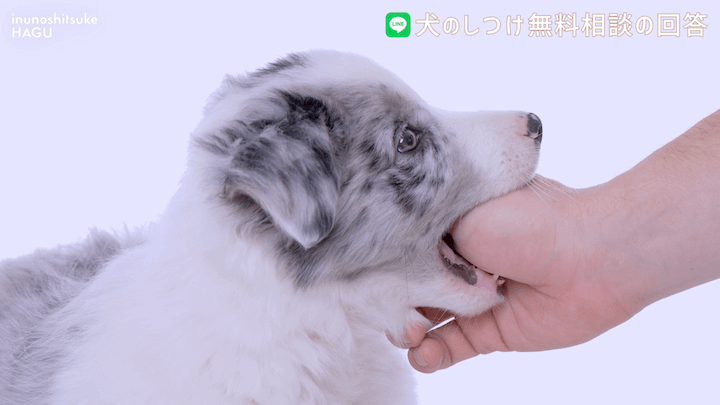 犬のしつけ LINE 無料相談 【4か月ボーダーコリー】早々に反抗期！？本気噛みと威嚇をする愛犬への対処法を解説！那須 犬と一緒に泊まれるコテージから