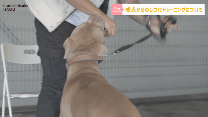 【#シェルティ 】成犬になってから急に噛まれた！大人わんこのトレーニングはまだ間に合う？！|急に噛む愛犬への対処法