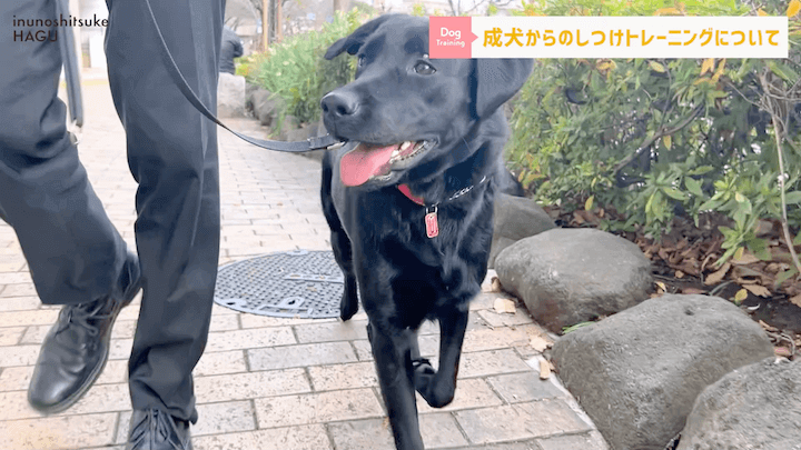 【#シェルティ 】成犬になってから急に噛まれた！大人わんこのトレーニングはまだ間に合う？！|急に噛む愛犬への対処法