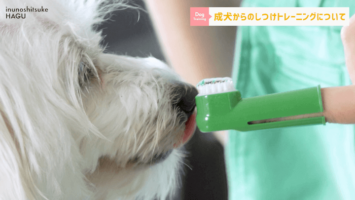 【#シェルティ 】成犬になってから急に噛まれた！大人わんこのトレーニングはまだ間に合う？！|急に噛む愛犬への対処法