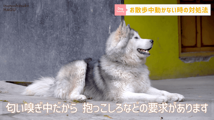 犬の散歩 対処を間違えると更に悪化！？お散歩中に止まってしまう愛犬への対処法