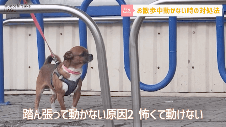 犬の散歩 対処を間違えると更に悪化！？お散歩中に止まってしまう愛犬への対処法