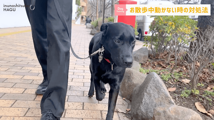 犬の散歩 対処を間違えると更に悪化！？お散歩中に止まってしまう愛犬への対処法