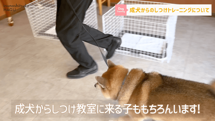 【#シェルティ 】成犬になってから急に噛まれた！大人わんこのトレーニングはまだ間に合う？！|急に噛む愛犬への対処法