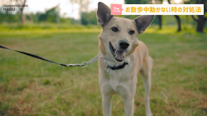 犬の散歩 対処を間違えると更に悪化！？お散歩中に止まってしまう愛犬への対処法