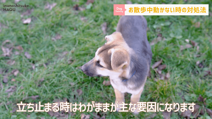 犬の散歩 対処を間違えると更に悪化！？お散歩中に止まってしまう愛犬への対処法