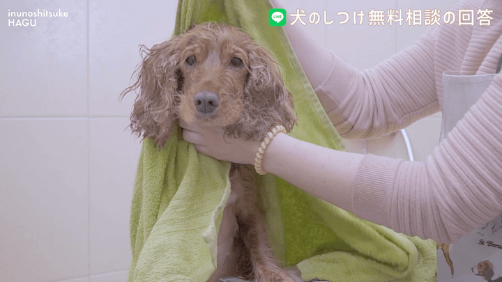 犬のしつけ LINE 無料相談 【4か月ボーダーコリー】早々に反抗期！？本気噛みと威嚇をする愛犬への対処法を解説！那須 犬と一緒に泊まれるコテージから