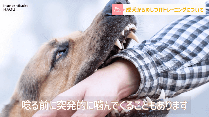 【#シェルティ 】成犬になってから急に噛まれた！大人わんこのトレーニングはまだ間に合う？！|急に噛む愛犬への対処法