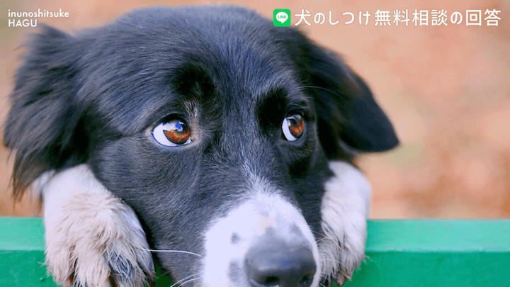 犬のしつけ LINE 無料相談 【4か月ボーダーコリー】早々に反抗期！？本気噛みと威嚇をする愛犬への対処法を解説！那須 犬と一緒に泊まれるコテージから