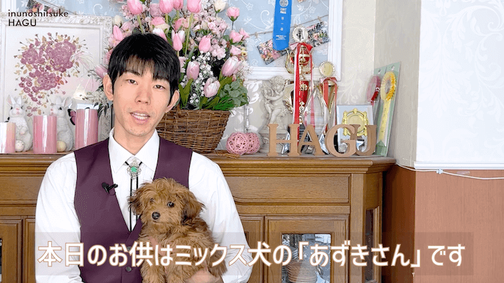 【#シェルティ 】成犬になってから急に噛まれた！大人わんこのトレーニングはまだ間に合う？！|急に噛む愛犬への対処法