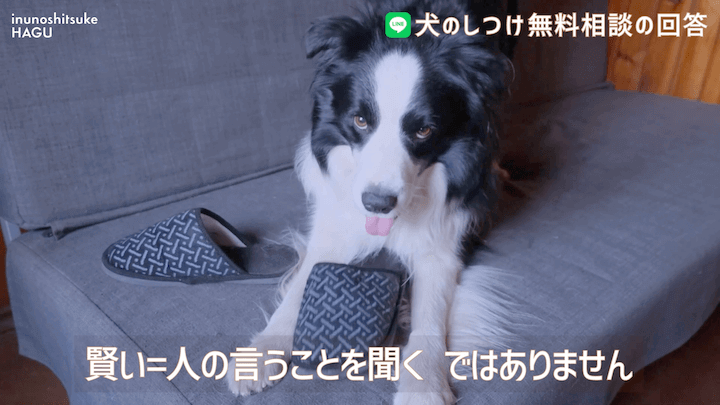 犬のしつけ LINE 無料相談 【4か月ボーダーコリー】早々に反抗期！？本気噛みと威嚇をする愛犬への対処法を解説！那須 犬と一緒に泊まれるコテージから