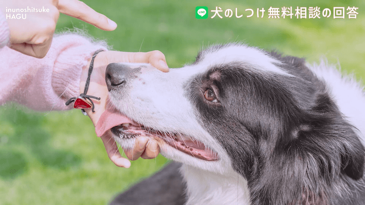 犬のしつけ LINE 無料相談 【4か月ボーダーコリー】早々に反抗期！？本気噛みと威嚇をする愛犬への対処法を解説！那須 犬と一緒に泊まれるコテージから