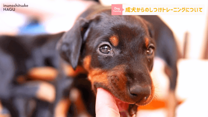 【#シェルティ 】成犬になってから急に噛まれた！大人わんこのトレーニングはまだ間に合う？！|急に噛む愛犬への対処法