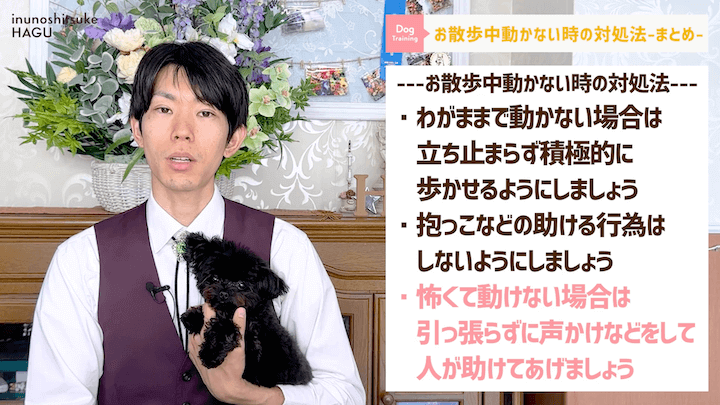 犬の散歩 対処を間違えると更に悪化！？お散歩中に止まってしまう愛犬への対処法