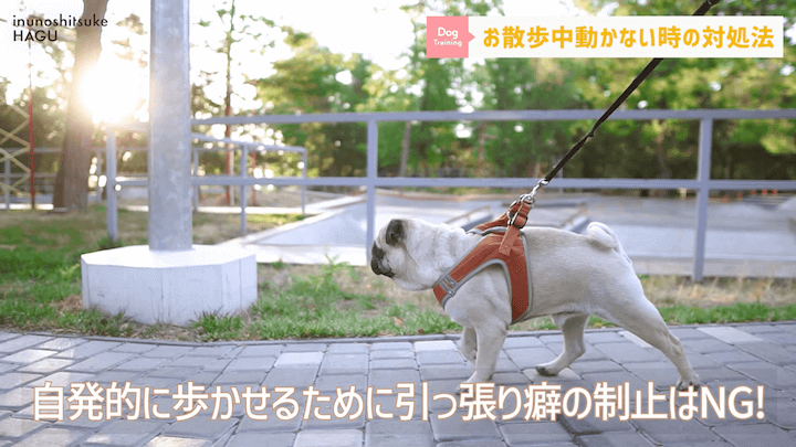 犬の散歩 対処を間違えると更に悪化！？お散歩中に止まってしまう愛犬への対処法