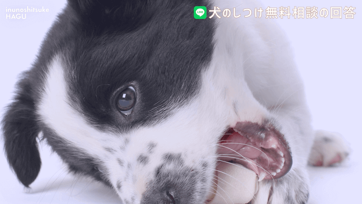 犬のしつけ LINE 無料相談 【4か月ボーダーコリー】早々に反抗期！？本気噛みと威嚇をする愛犬への対処法を解説！那須 犬と一緒に泊まれるコテージから