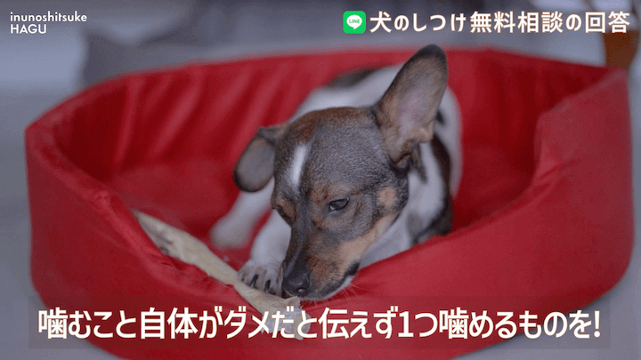 犬のしつけ LINE 無料相談 【4か月ボーダーコリー】早々に反抗期！？本気噛みと威嚇をする愛犬への対処法を解説！那須 犬と一緒に泊まれるコテージから