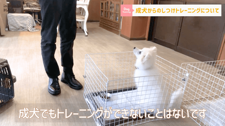 【#シェルティ 】成犬になってから急に噛まれた！大人わんこのトレーニングはまだ間に合う？！|急に噛む愛犬への対処法