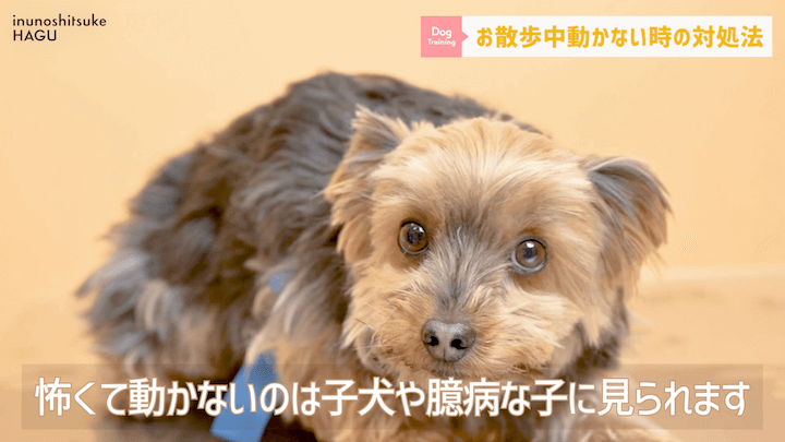 犬の散歩 対処を間違えると更に悪化！？お散歩中に止まってしまう愛犬への対処法