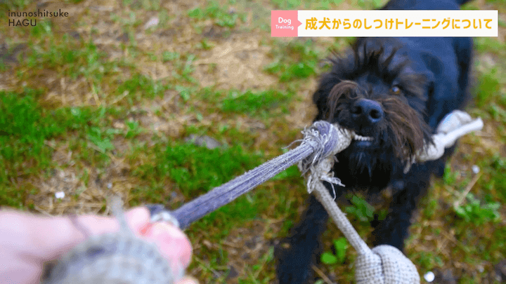 【#シェルティ 】成犬になってから急に噛まれた！大人わんこのトレーニングはまだ間に合う？！|急に噛む愛犬への対処法