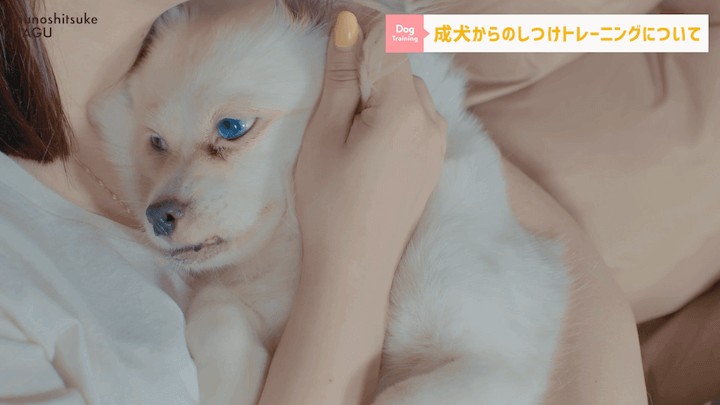 【#シェルティ 】成犬になってから急に噛まれた！大人わんこのトレーニングはまだ間に合う？！|急に噛む愛犬への対処法