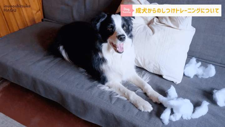 【#シェルティ 】成犬になってから急に噛まれた！大人わんこのトレーニングはまだ間に合う？！|急に噛む愛犬への対処法