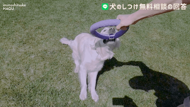 犬のしつけ LINE 無料相談 【4か月ボーダーコリー】早々に反抗期！？本気噛みと威嚇をする愛犬への対処法を解説！那須 犬と一緒に泊まれるコテージから