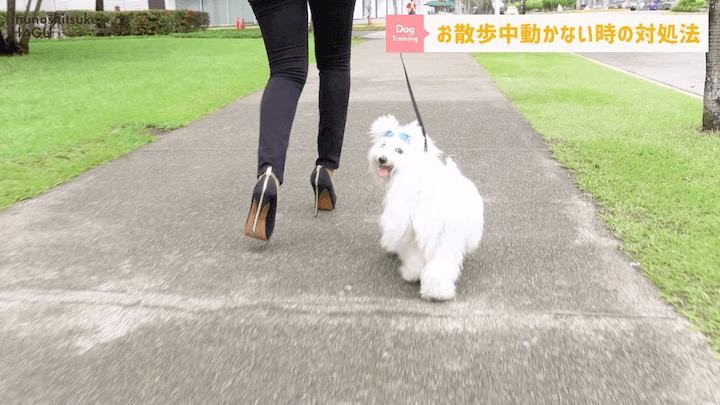 犬の散歩 対処を間違えると更に悪化！？お散歩中に止まってしまう愛犬への対処法