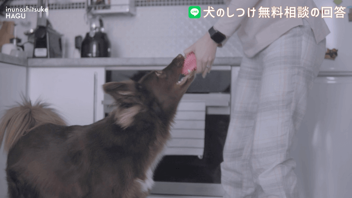 犬のしつけ LINE 無料相談 【4か月ボーダーコリー】早々に反抗期！？本気噛みと威嚇をする愛犬への対処法を解説！那須 犬と一緒に泊まれるコテージから