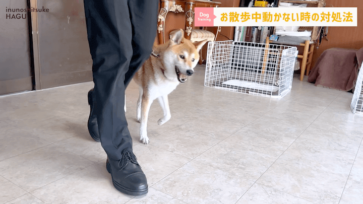 犬の散歩 対処を間違えると更に悪化！？お散歩中に止まってしまう愛犬への対処法