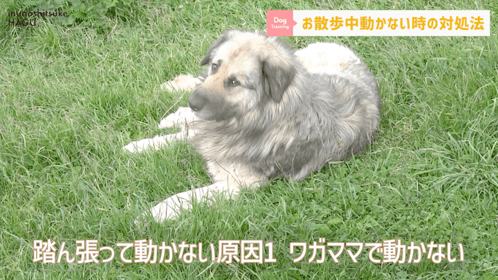 犬の散歩 対処を間違えると更に悪化！？お散歩中に止まってしまう愛犬への対処法