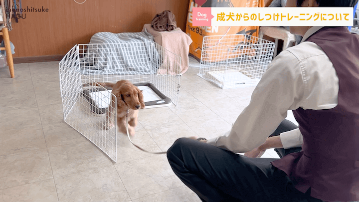 【#シェルティ 】成犬になってから急に噛まれた！大人わんこのトレーニングはまだ間に合う？！|急に噛む愛犬への対処法