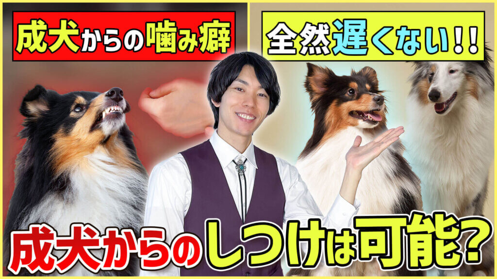 【#シェルティ 】成犬になってから急に噛まれた!大人わんこのトレーニングはまだ間に合う?!|急に噛む愛犬への対処法