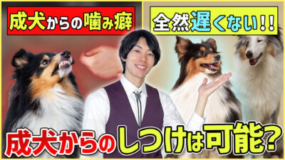 【#シェルティ 】成犬になってから急に噛まれた！大人わんこのトレーニングはまだ間に合う？！|急に噛む愛犬への対処法
