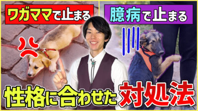 対処を間違えると更に悪化！？お散歩中に止まってしまう愛犬への対処法