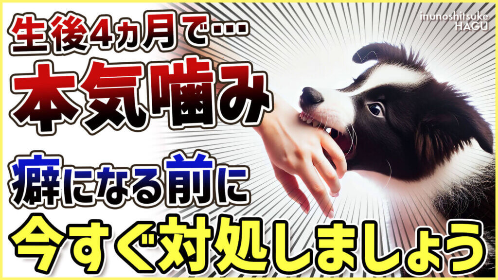 【4か月ボーダーコリー】早々に反抗期！？本気噛みと威嚇をする愛犬への対処法を解説！