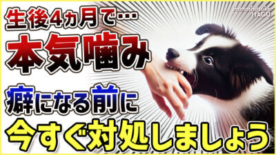 【4か月ボーダーコリー】早々に反抗期！？本気噛みと威嚇をする愛犬への対処法を解説！