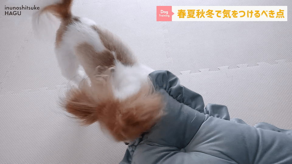 【春夏秋冬】愛犬のシーズンごとに気を付けるべき事を解説！