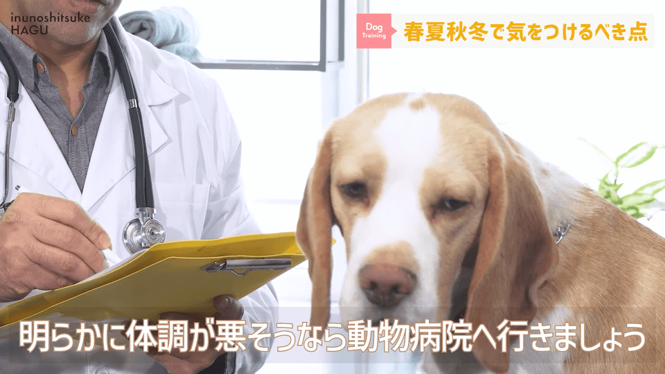 【春夏秋冬】愛犬のシーズンごとに気を付けるべき事を解説！