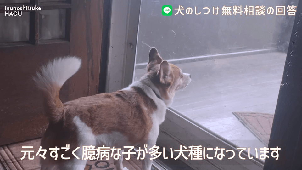 お散歩中1mで止まる＆他犬への吠え癖！飼い主さんへアドバイス！