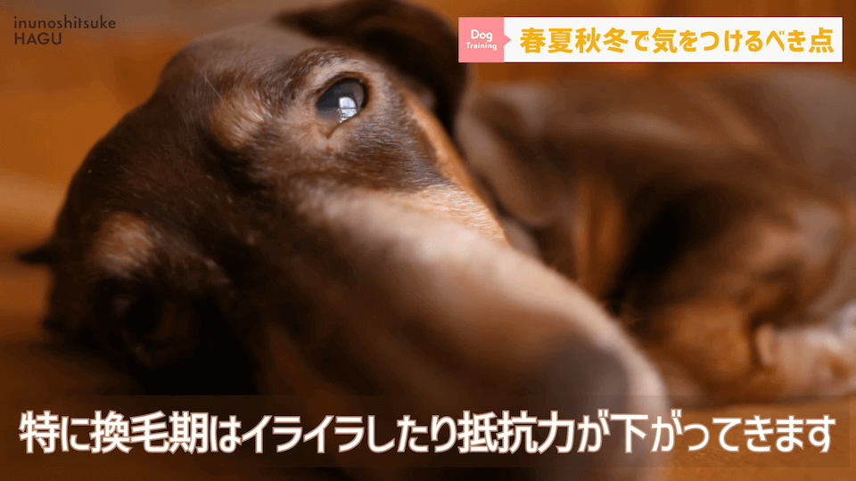 【春夏秋冬】愛犬のシーズンごとに気を付けるべき事を解説！