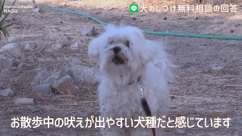 お散歩中1mで止まる＆他犬への吠え癖！飼い主さんへアドバイス！