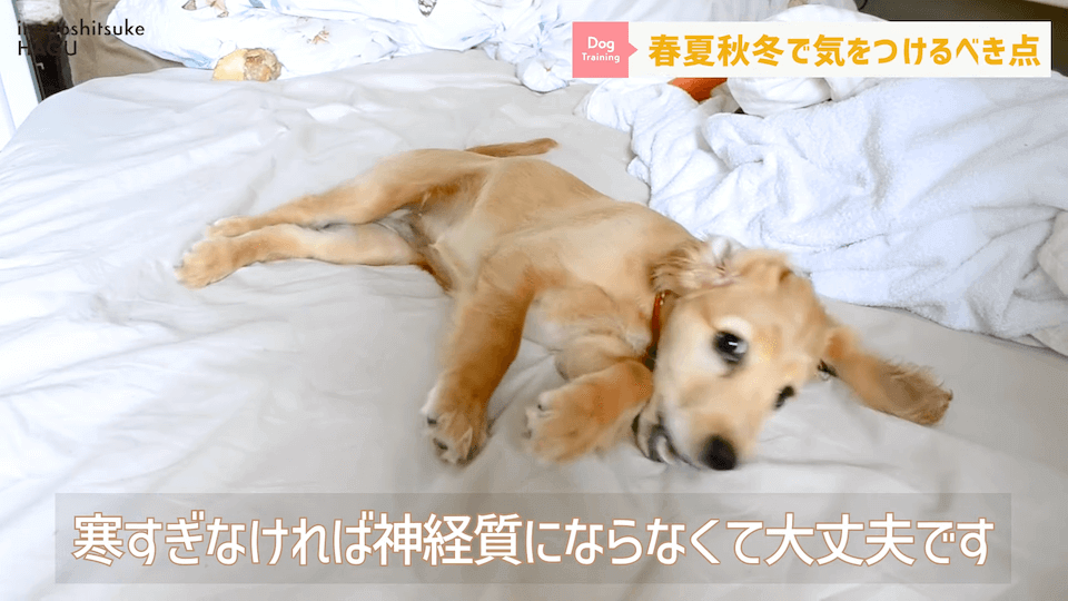 【春夏秋冬】愛犬のシーズンごとに気を付けるべき事を解説！