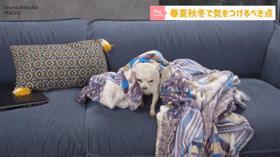 【春夏秋冬】愛犬のシーズンごとに気を付けるべき事を解説！