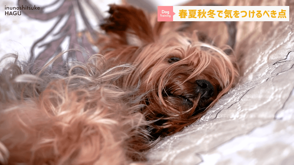 【春夏秋冬】愛犬のシーズンごとに気を付けるべき事を解説！